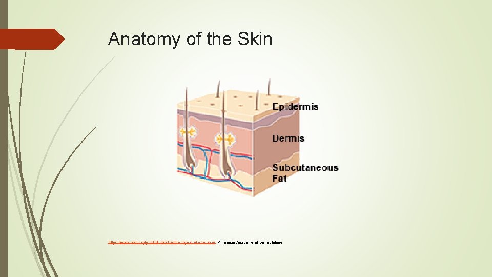 Anatomy of the Skin https: //www. aad. org/public/kids/skin/the-layers-of-your-skin American Academy of Dermatology 