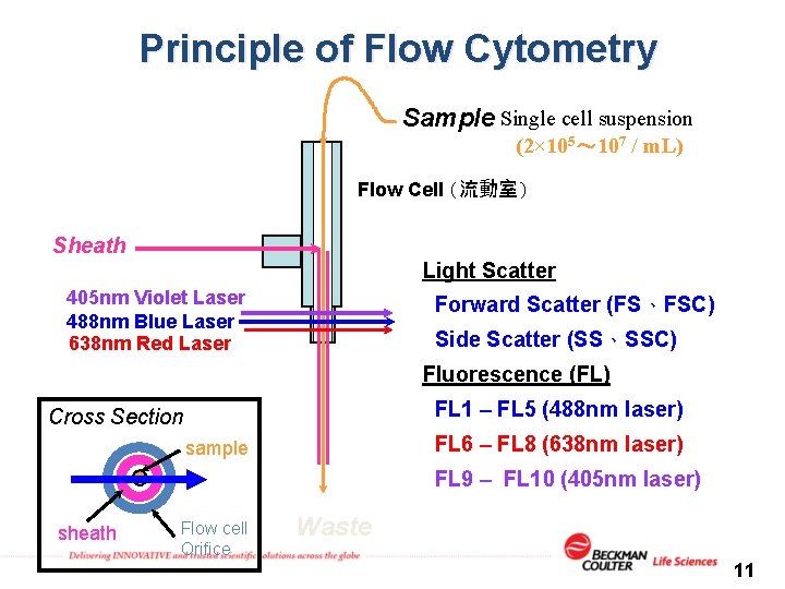 Principle of Flow Cytometry Sample Single cell suspension (2× 105～ 107 / m. L)