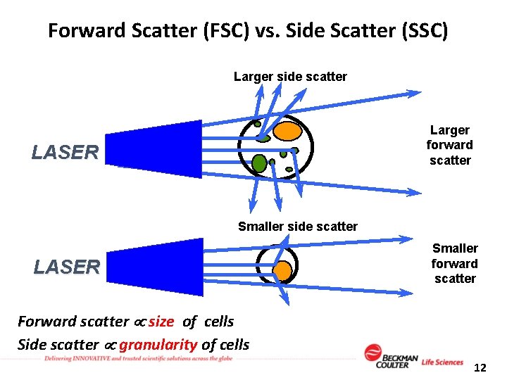 Forward Scatter (FSC) vs. Side Scatter (SSC) Larger side scatter Larger forward scatter LASER