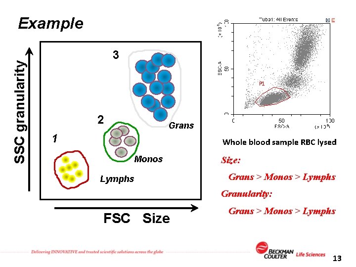 SSC granularity Example 3 P 1 2 Grans 1 Whole blood sample RBC lysed