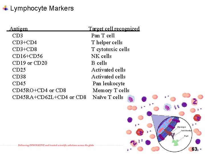 Lymphocyte Markers Antigen CD 3+CD 4 CD 3+CD 8 CD 16+CD 56 CD 19