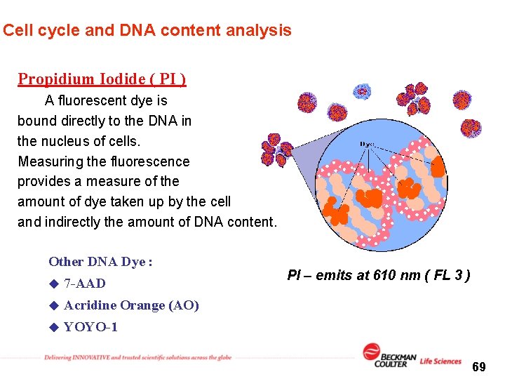 Cell cycle and DNA content analysis Propidium Iodide ( PI ) A fluorescent dye