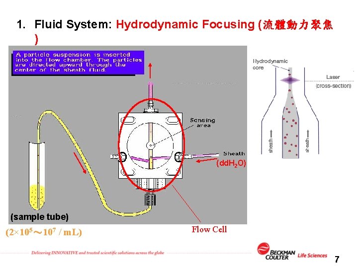 1. Fluid System: Hydrodynamic Focusing (流體動力聚焦 ) (dd. H 2 O) (sample tube) (2×