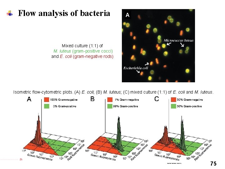 Flow analysis of bacteria Mixed culture (1: 1) of M. luteus (gram-positive cocci) and