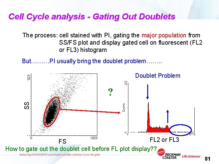 Cell Cycle analysis - Gating Out Doublets The process: cell stained with PI, gating