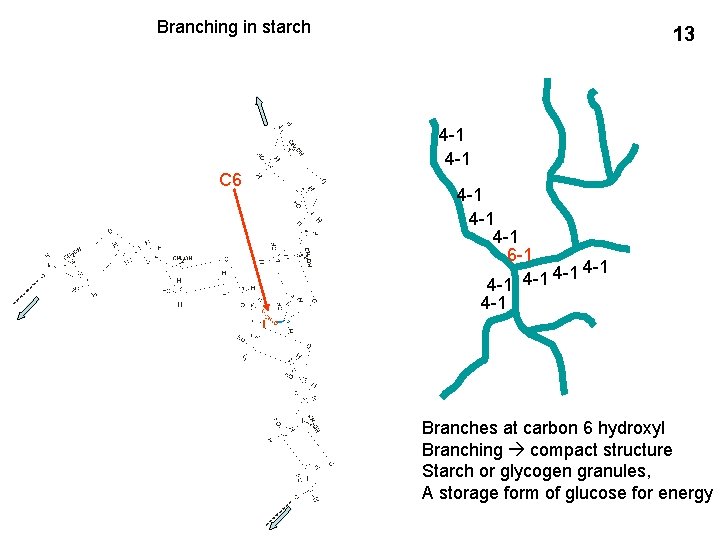 Branching in starch 13 4 -1 C 6 4 -1 4 -1 6 -1