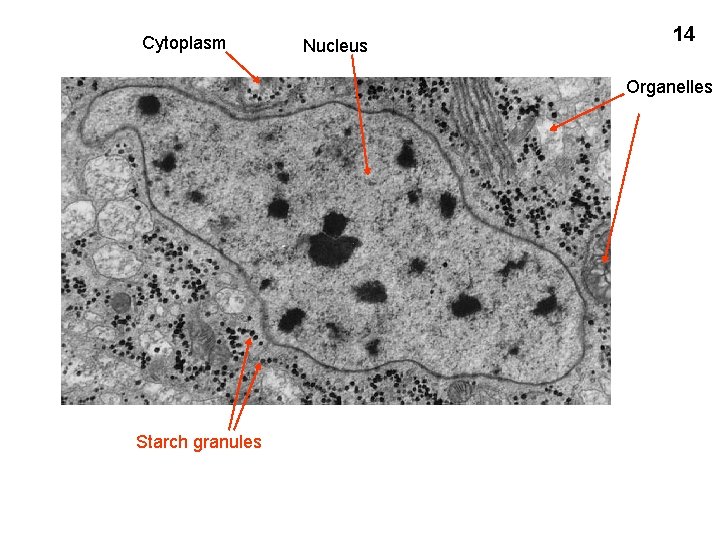 Cytoplasm Nucleus 14 Organelles Starch granules 