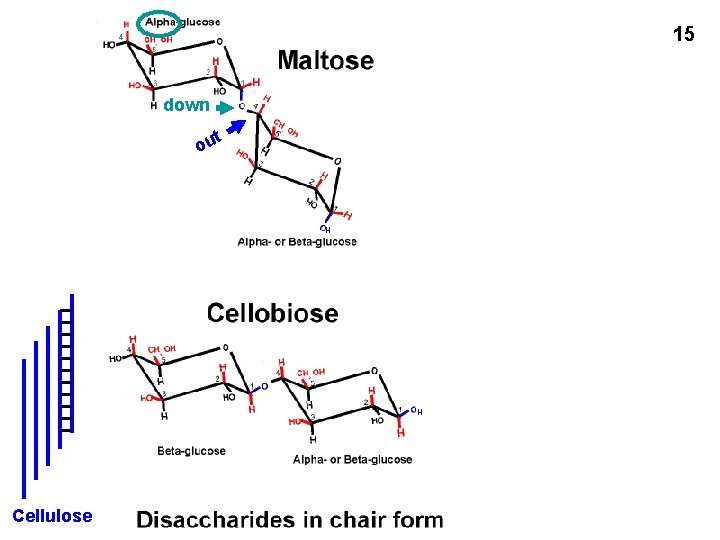 15 down t ou H H Cellulose or glycogen chain 