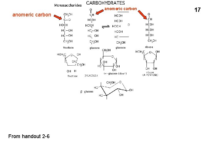 anomeric carbon 17 anomeric carbon fructose From handout 2 -6 glucose ribose 
