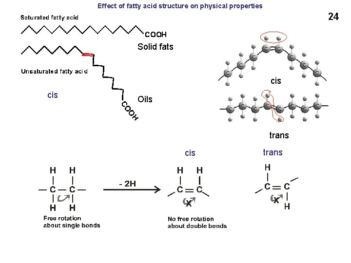 Effect of fatty acid structure on physical properties 24 Solid fats cis Oils trans