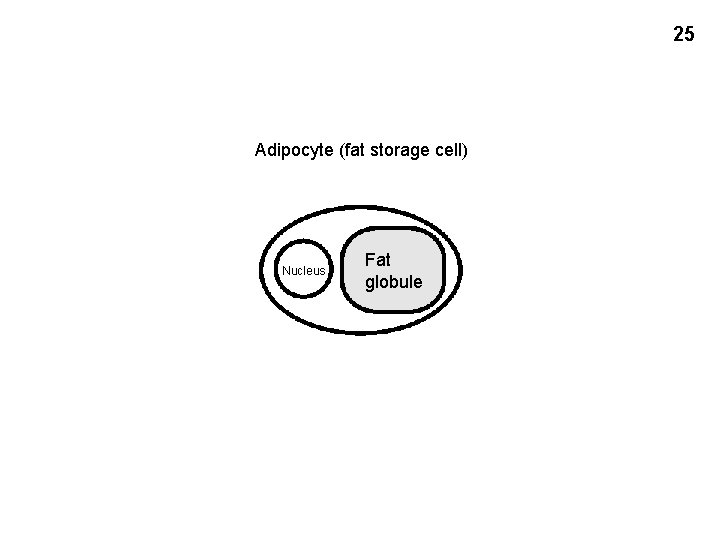 25 Adipocyte (fat storage cell) Nucleus Fat globule 