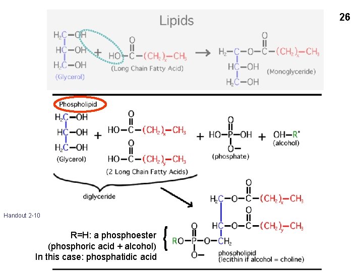 26 Handout 2 -10 R=H: a phosphoester (phosphoric acid + alcohol) In this case: