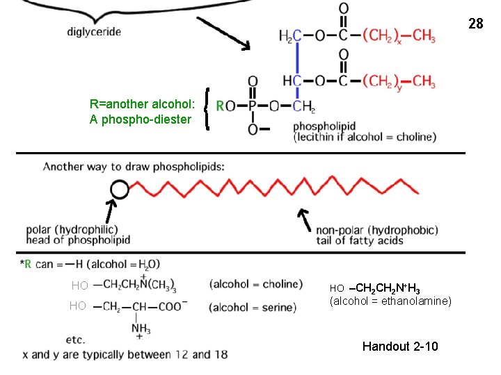 28 R=another alcohol: A phospho-diester HO HO HO –CH 2 N+H 3 (alcohol =