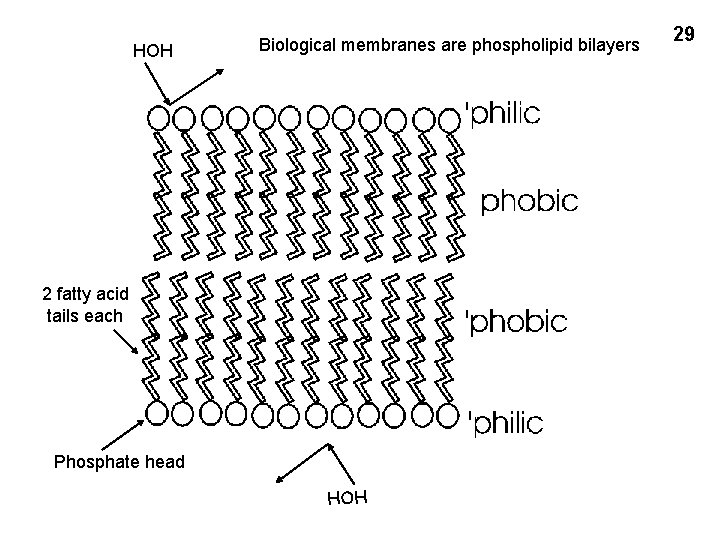 HOH Biological membranes are phospholipid bilayers 2 fatty acid tails each Phosphate head 29