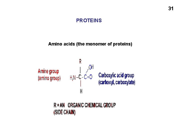31 PROTEINS Amino acids (the monomer of proteins) 