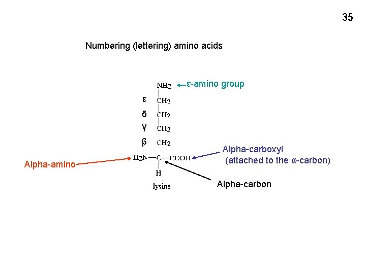 35 Numbering (lettering) amino acids ε-amino group ε δ γ β Alpha-amino Alpha-carboxyl (attached