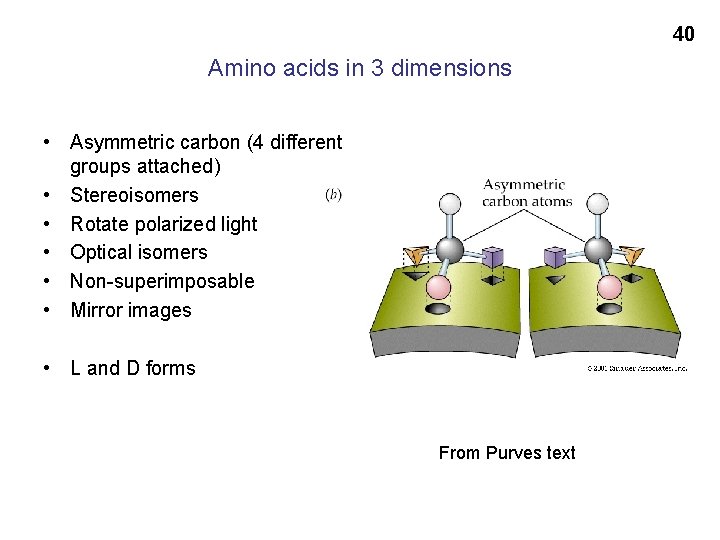 40 Amino acids in 3 dimensions • Asymmetric carbon (4 different groups attached) •