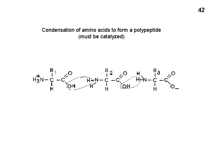 42 Condensation of amino acids to form a polypeptide (must be catalyzed) 