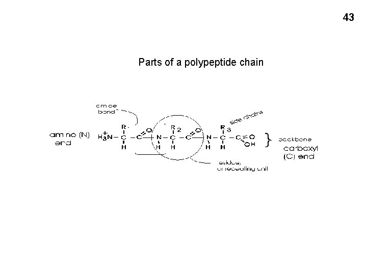 43 Parts of a polypeptide chain 