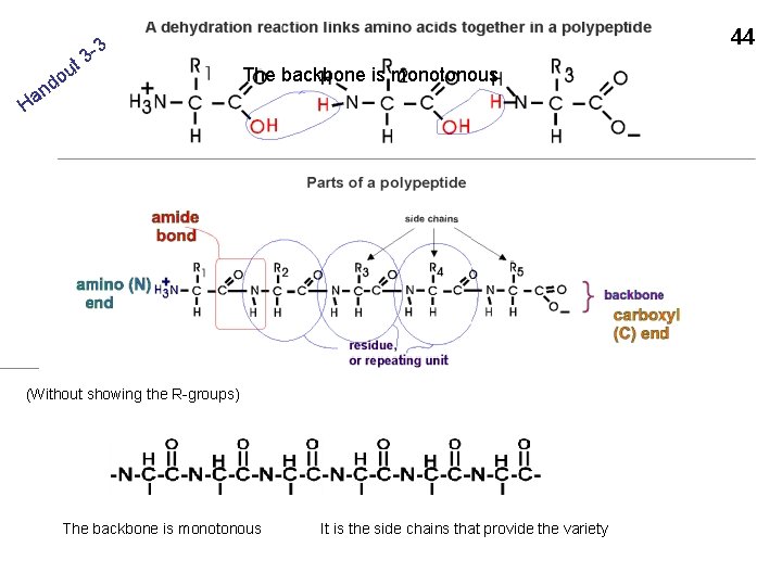 t n a H u do 3 3 - 44 The backbone is monotonous