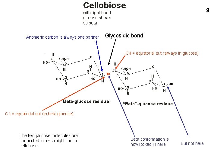 Cellobiose 9 with right-hand glucose shown as beta Glycosidic bond Anomeric carbon is always