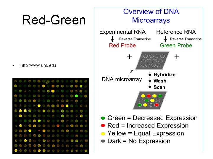 Red-Green • http: //www. unc. edu 