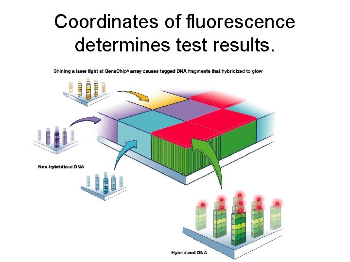 Coordinates of fluorescence determines test results. 