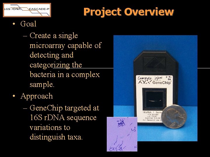 Project Overview • Goal – Create a single microarray capable of detecting and categorizing