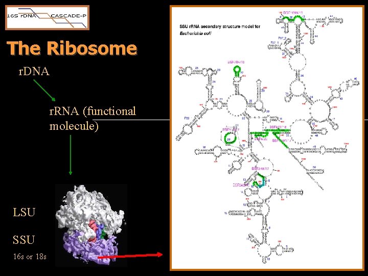 The Ribosome r. DNA r. RNA (functional molecule) LSU SSU 16 s or 18