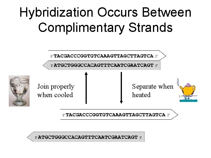 Hybridization Occurs Between Complimentary Strands Join properly when cooled Separate when heated 