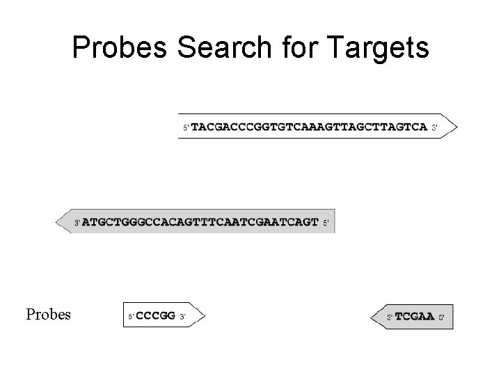 Probes Search for Targets Probes 
