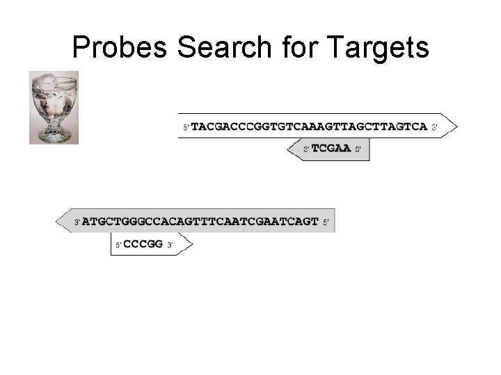 Probes Search for Targets 