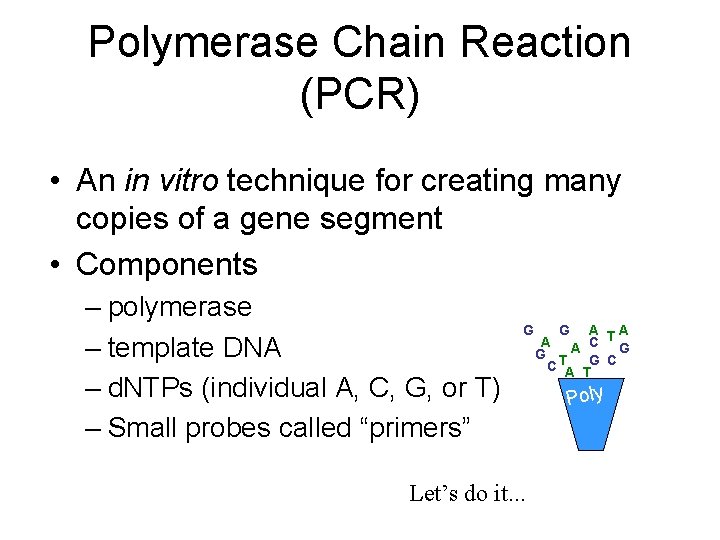 Polymerase Chain Reaction (PCR) • An in vitro technique for creating many copies of