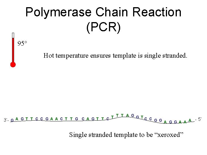Polymerase Chain Reaction (PCR) 95° Hot temperature ensures template is single stranded. T T