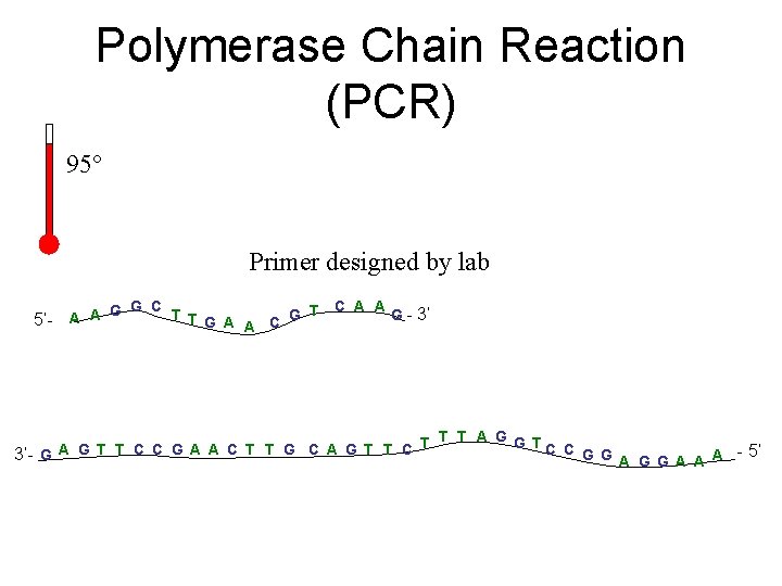 Polymerase Chain Reaction (PCR) 95° Primer designed by lab 5’- C A A G