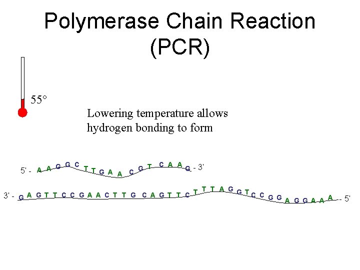 Polymerase Chain Reaction (PCR) 55° Lowering temperature allows hydrogen bonding to form C A