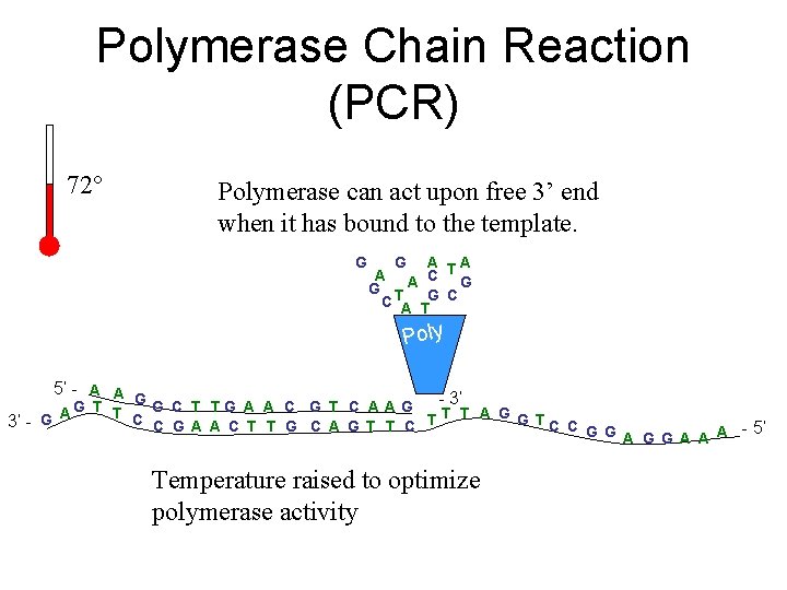 Polymerase Chain Reaction (PCR) 72° Polymerase can act upon free 3’ end when it
