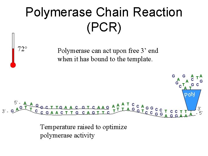 Polymerase Chain Reaction (PCR) 72° Polymerase can act upon free 3’ end when it