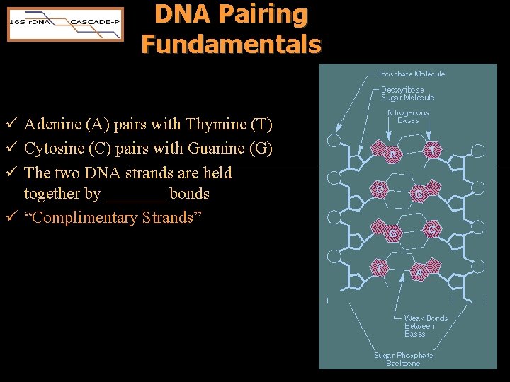 DNA Pairing Fundamentals ü Adenine (A) pairs with Thymine (T) ü Cytosine (C) pairs