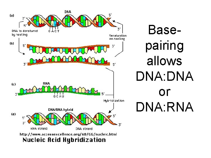 Basepairing allows DNA: DNA or DNA: RNA 