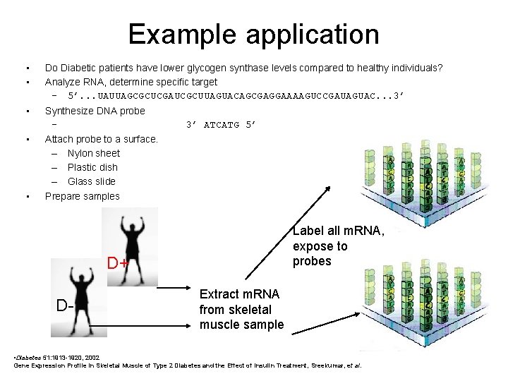 Example application • • Do Diabetic patients have lower glycogen synthase levels compared to