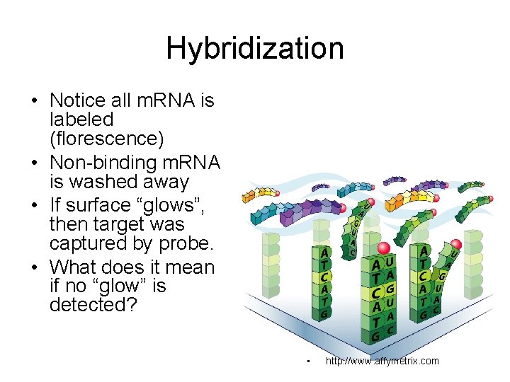 Hybridization • Notice all m. RNA is labeled (florescence) • Non-binding m. RNA is