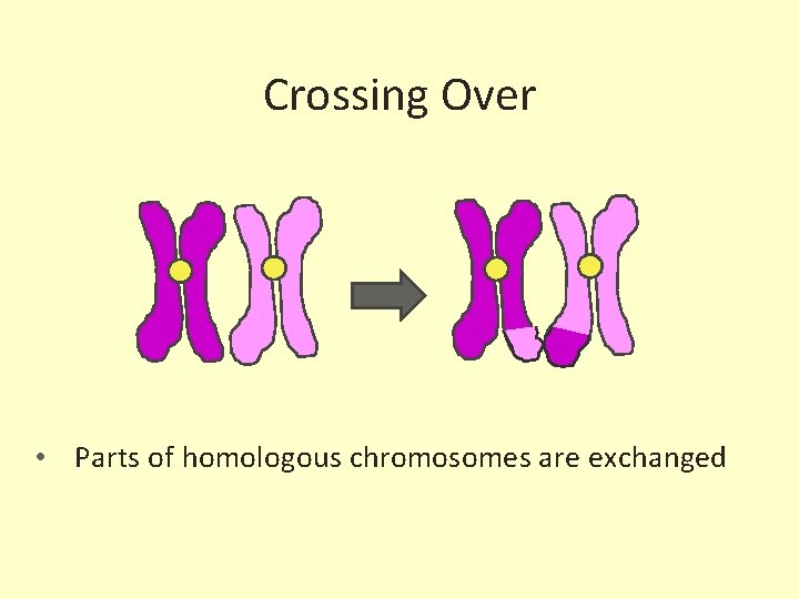 Crossing Over • Parts of homologous chromosomes are exchanged 