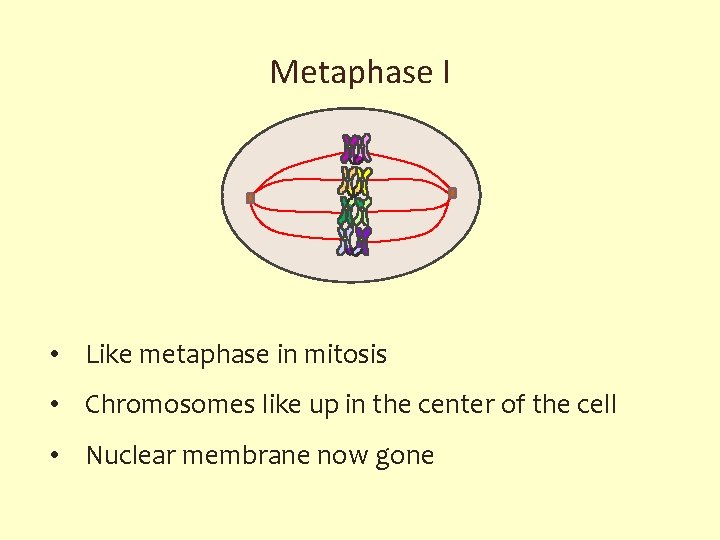 Metaphase I • Like metaphase in mitosis • Chromosomes like up in the center