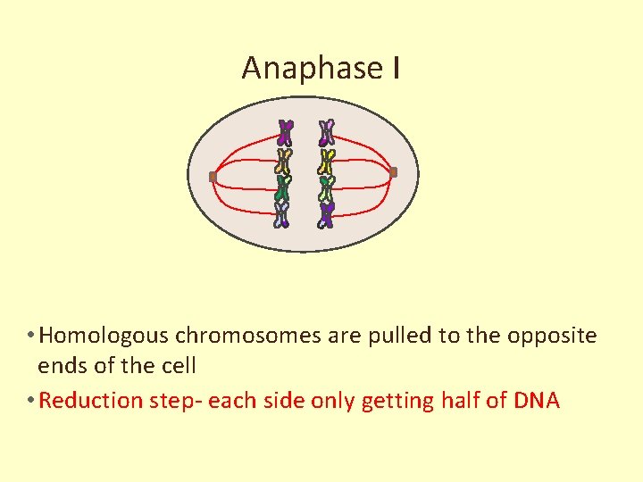 Anaphase I • Homologous chromosomes are pulled to the opposite ends of the cell