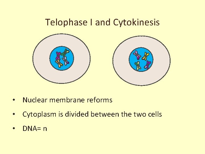 Telophase I and Cytokinesis • Nuclear membrane reforms • Cytoplasm is divided between the