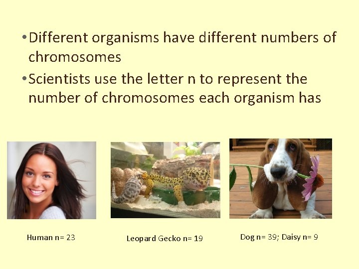  • Different organisms have different numbers of chromosomes • Scientists use the letter