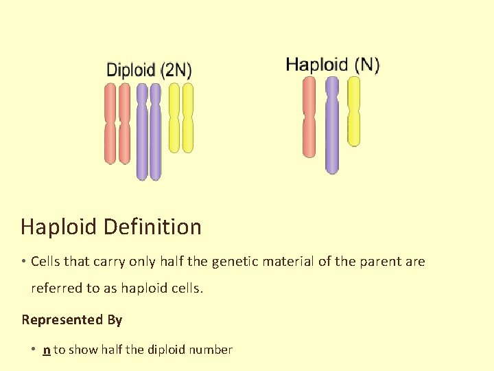 Haploid Definition • Cells that carry only half the genetic material of the parent