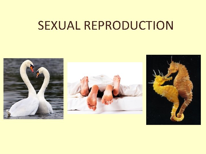 SEXUAL REPRODUCTION 