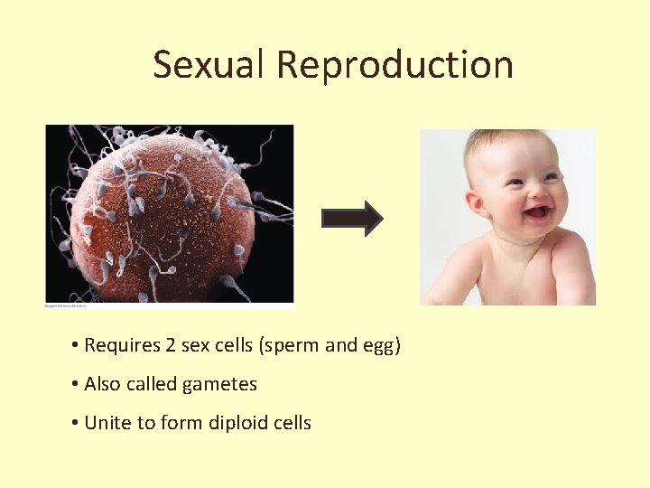 Sexual Reproduction • Requires 2 sex cells (sperm and egg) • Also called gametes